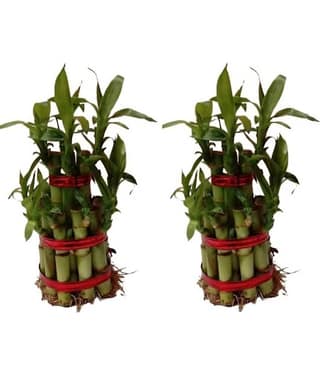 Green plant indoor - Green Wild Artificial Flowers With Pot ( Pack of 2 )
