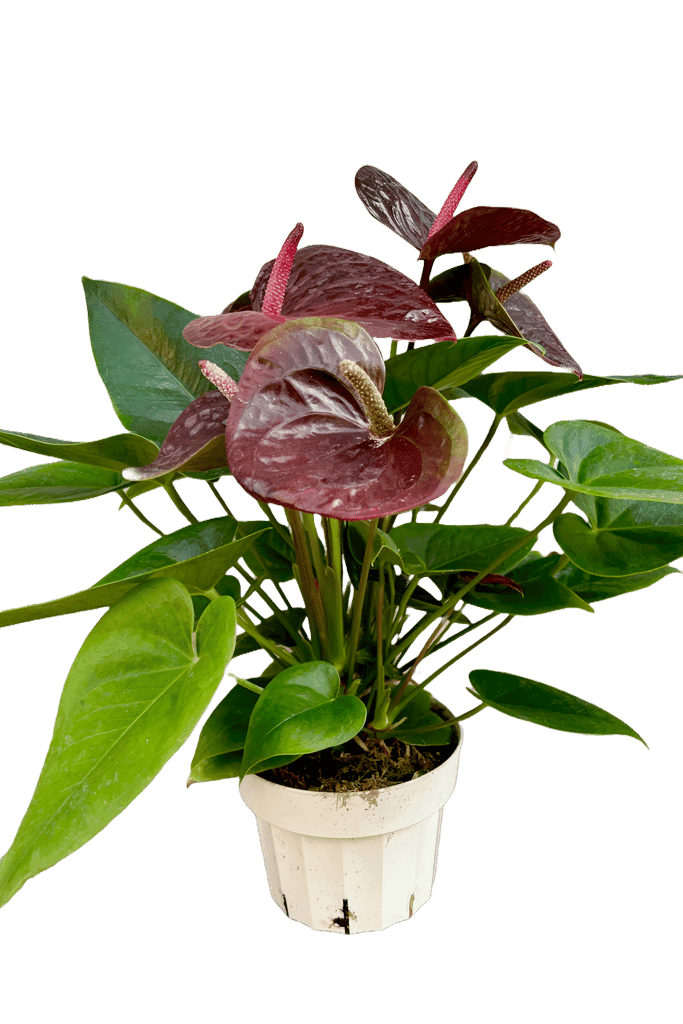NSC ANTHURIUM BROWN PLANT view 2