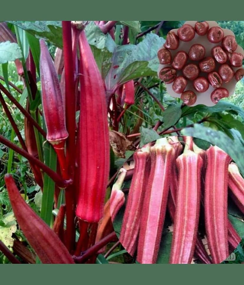 homeagro BHINDI VEGETABLE SEEDS(40 SEEDS)