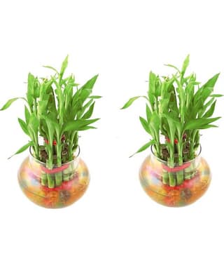 Green plant indoor - Green Wild Artificial Flowers With Pot ( Pack of 2 )