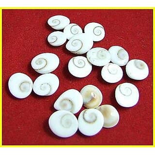 Original NATURAL GOMTI CHAKRA / COW's EYE SHILA / NABHI SHANKAR 21 PIECES