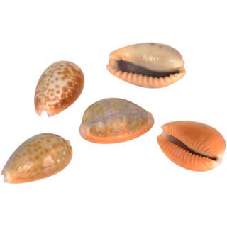 KESAR ZEMS Natural Sea Shell Stone Kaudi/Kodi/Cowry For Art And Crafts/Table Decoration Pooja Ornaments 2.5 x 1.5 x 1