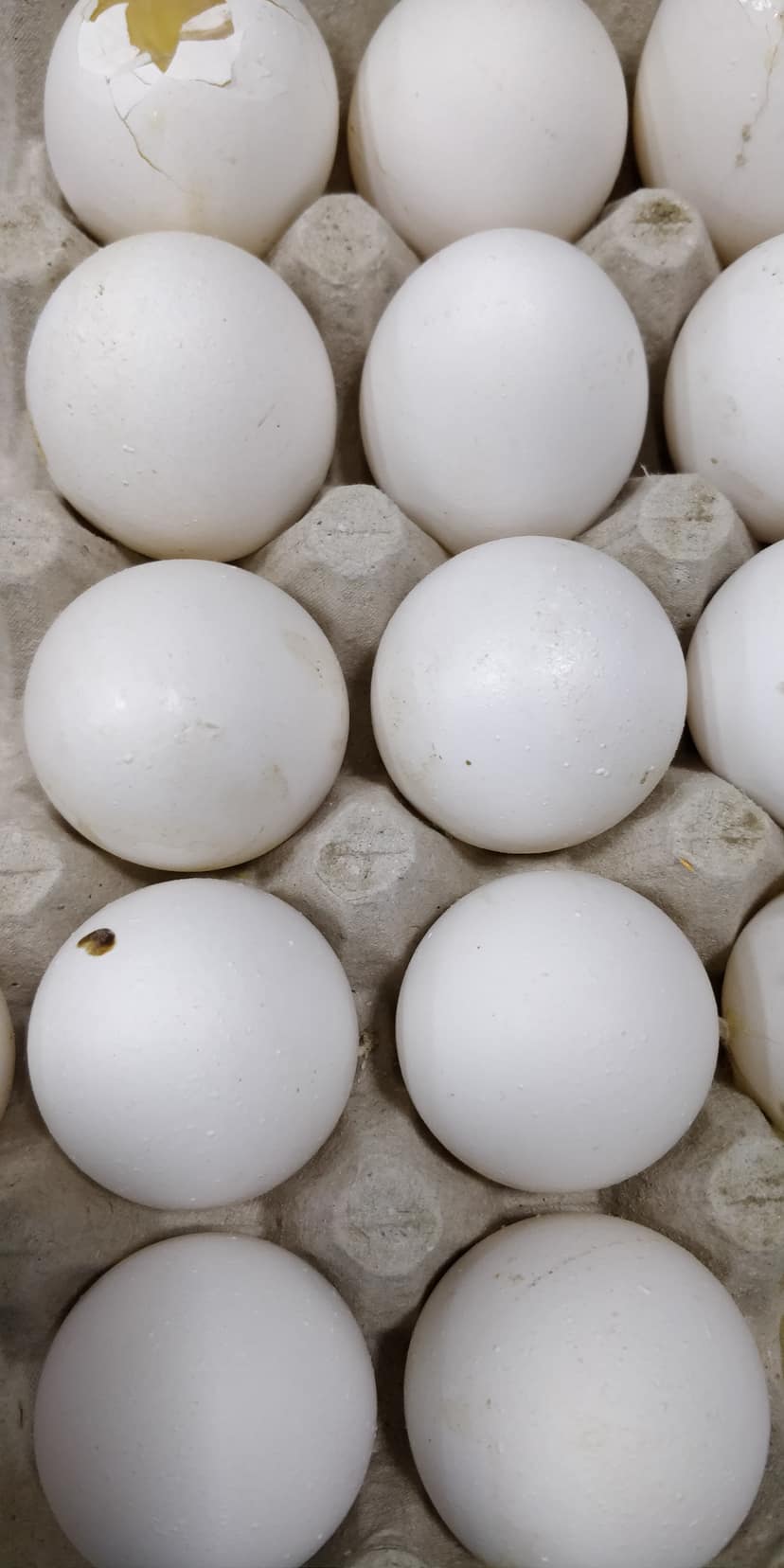 Egg