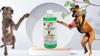 Swacch Shampoo Specially Formulated for Great DANE (500ML) Neem Alovera