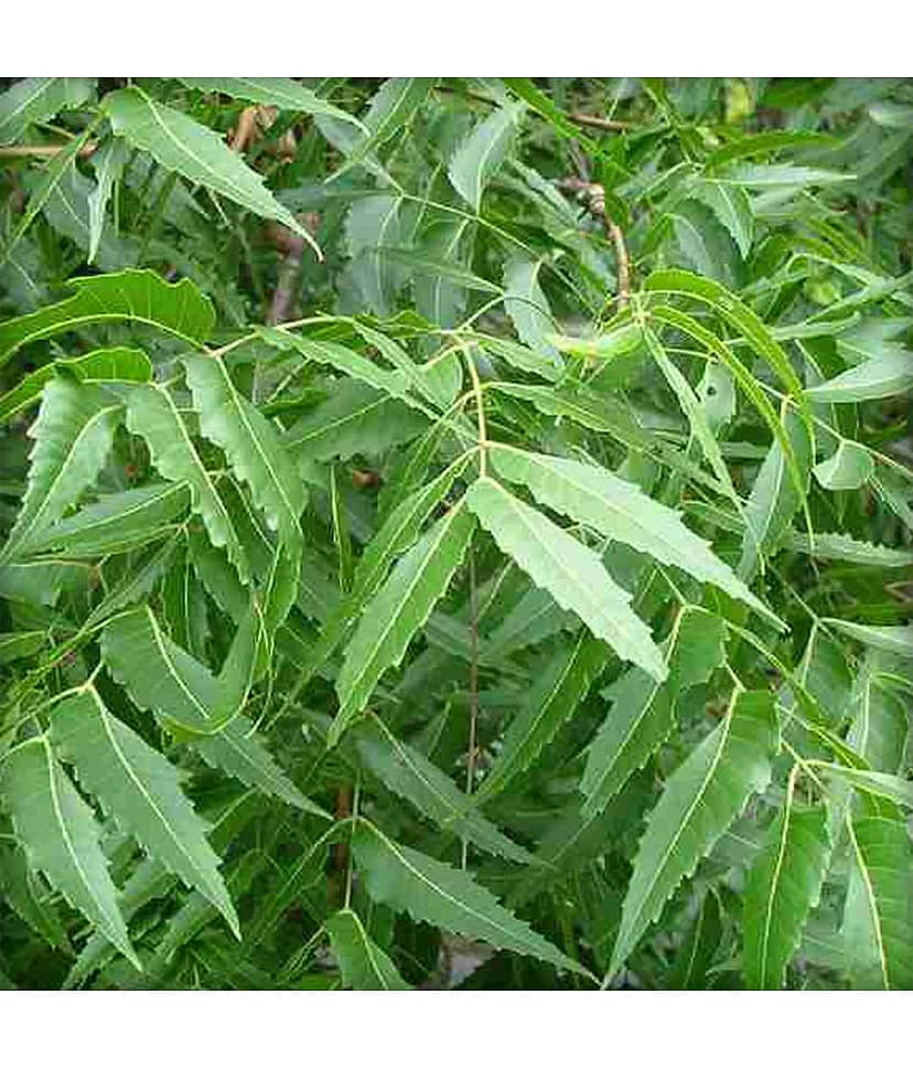 Ekgaon Neem Leaf Powder (Azadirachta indica) 100 gm view 4