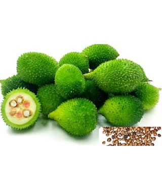 Spiny Gourd Kantola - Kankoda Vegetable Seeds (Pack of 20 Seeds ) + cocopeat soil free