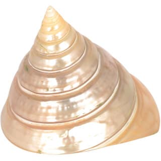 KESAR ZEMS Natural Pooja Shankhu Stone Non-Blowable Shankhu For Pooja Ornaments 6.5 x 6 x 6 CM Cream, Glossy Finish.