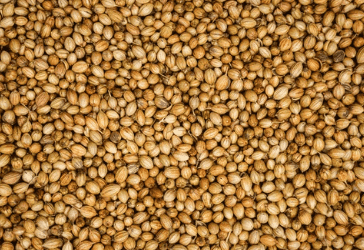 Coriander Seed (Dhaniya) view 2