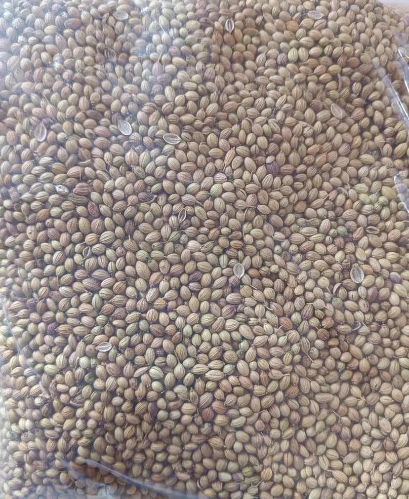 Coriander Seed (Dhaniya) view 3