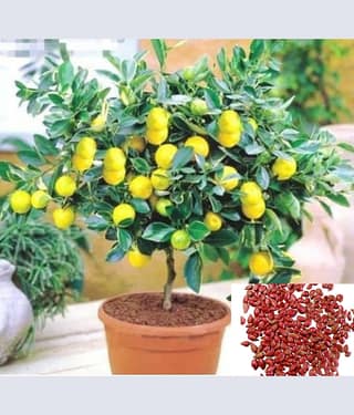 homeagro - Lemon Vegetable ( 10 Seeds )