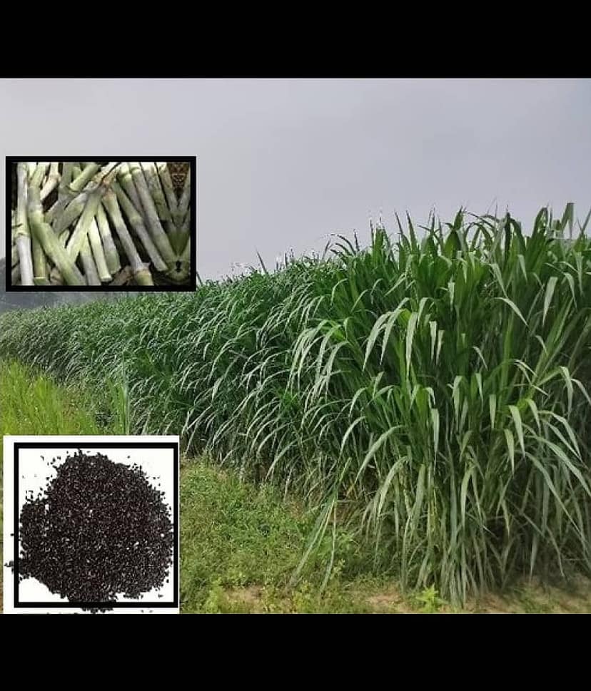 super napier grass pack of 500 seeds WITH USE MANUAL FOR OUTDOOR GARDENING USE ( USED IN ANIMAL FOOD)