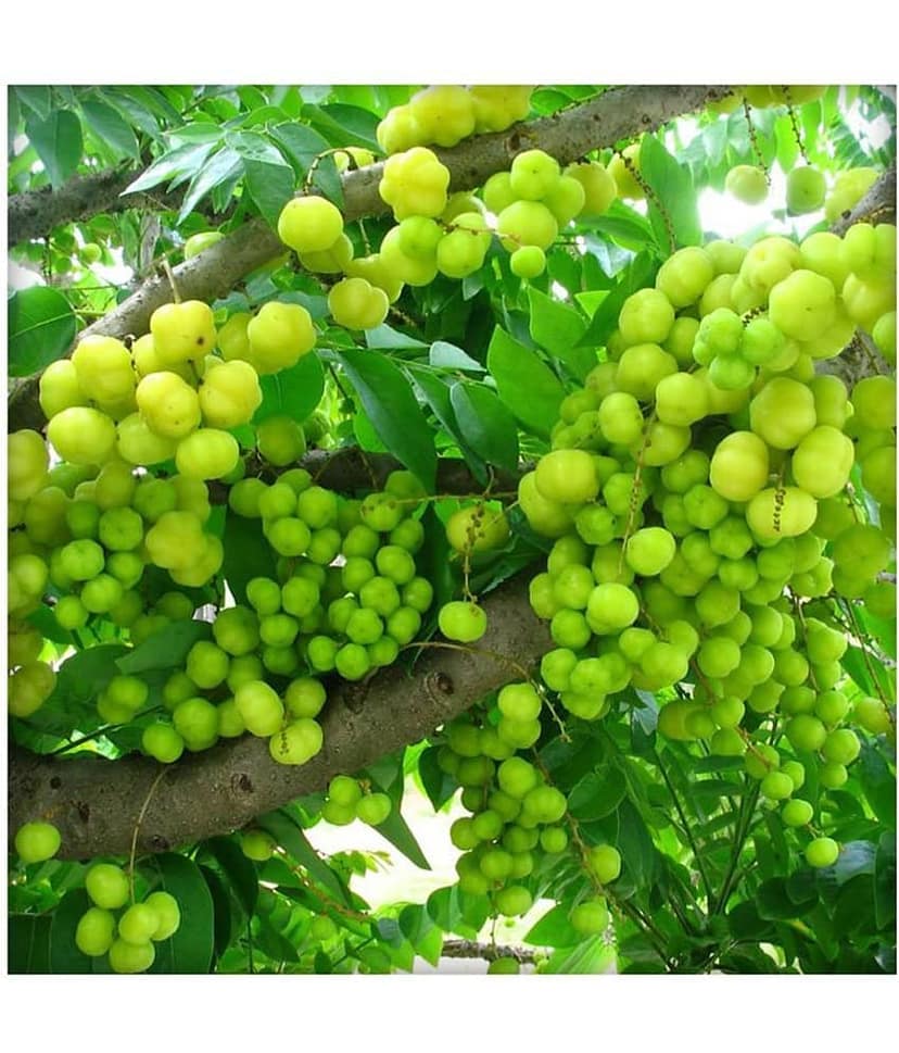 Ekgaon Amla Powder (Phylanthus emblica) 200 gm view 4
