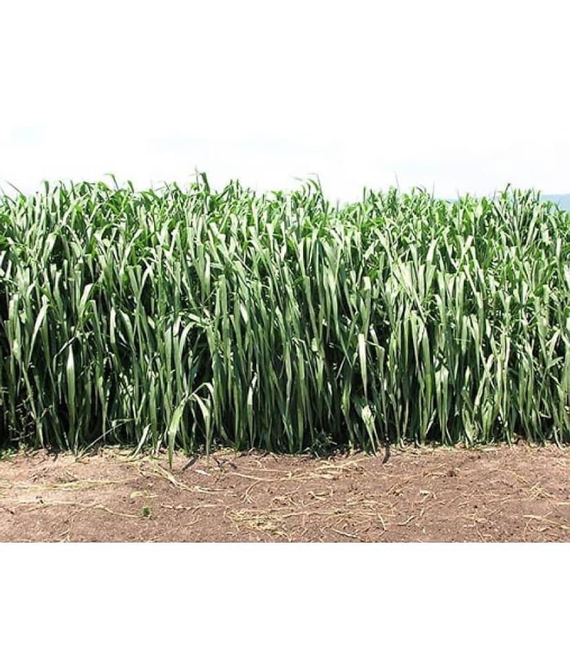 SUPER NAPIER GRASS ( PACK OF 500 SEEDS) WITH MANUAL view 2
