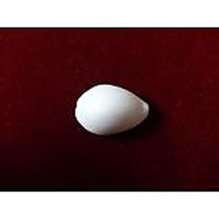 White Laxmi Cowry - Kawry - Shwet Kodi - 21 piece
