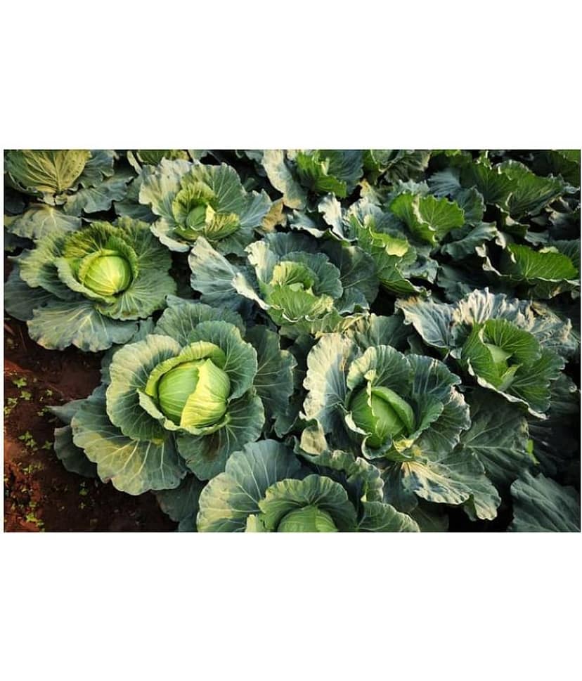 Cabbage Green hybrid Seeds - 25 Seeds Pack view 2