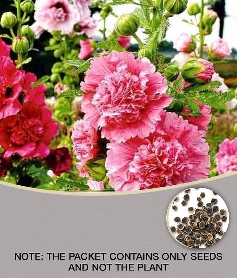 Hollyhocks flower Premium Hybrid Seeds - 35 seeds + Guava seed free ( 10 seed )