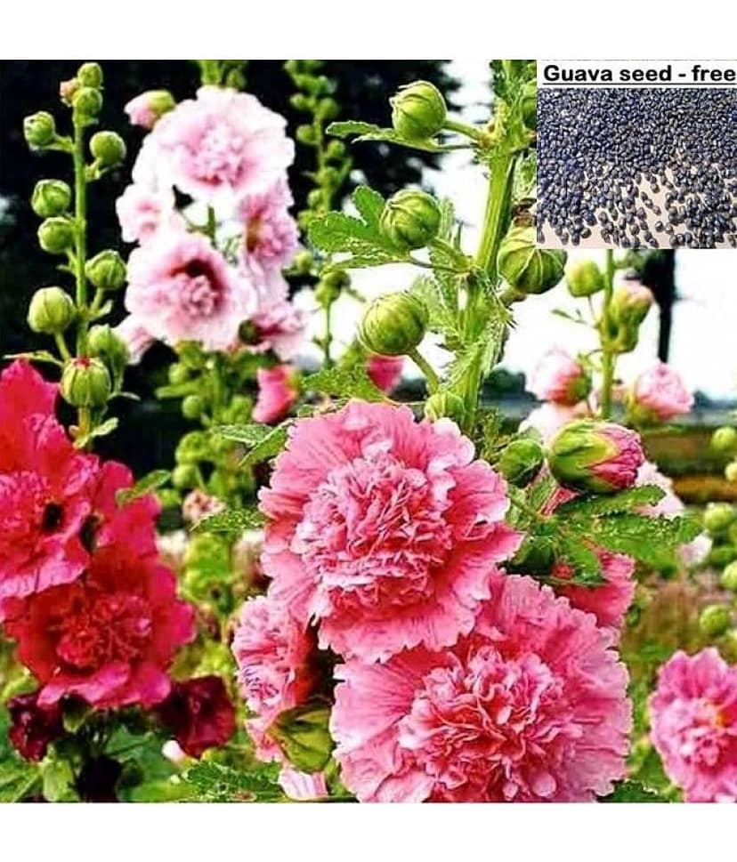 Hollyhocks flower Premium Hybrid Seeds - 35 seeds + Guava seed free ( 10 seed ) view 2