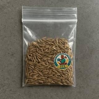 Poya Parvathamma Booth's cumin seeds