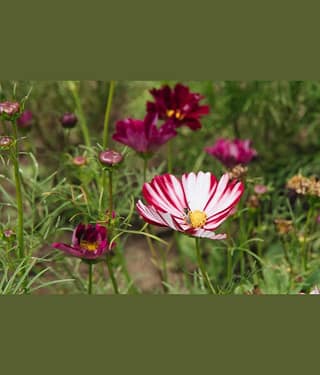 homeagro - Cosmos Mixed Flower ( 20 Seeds )