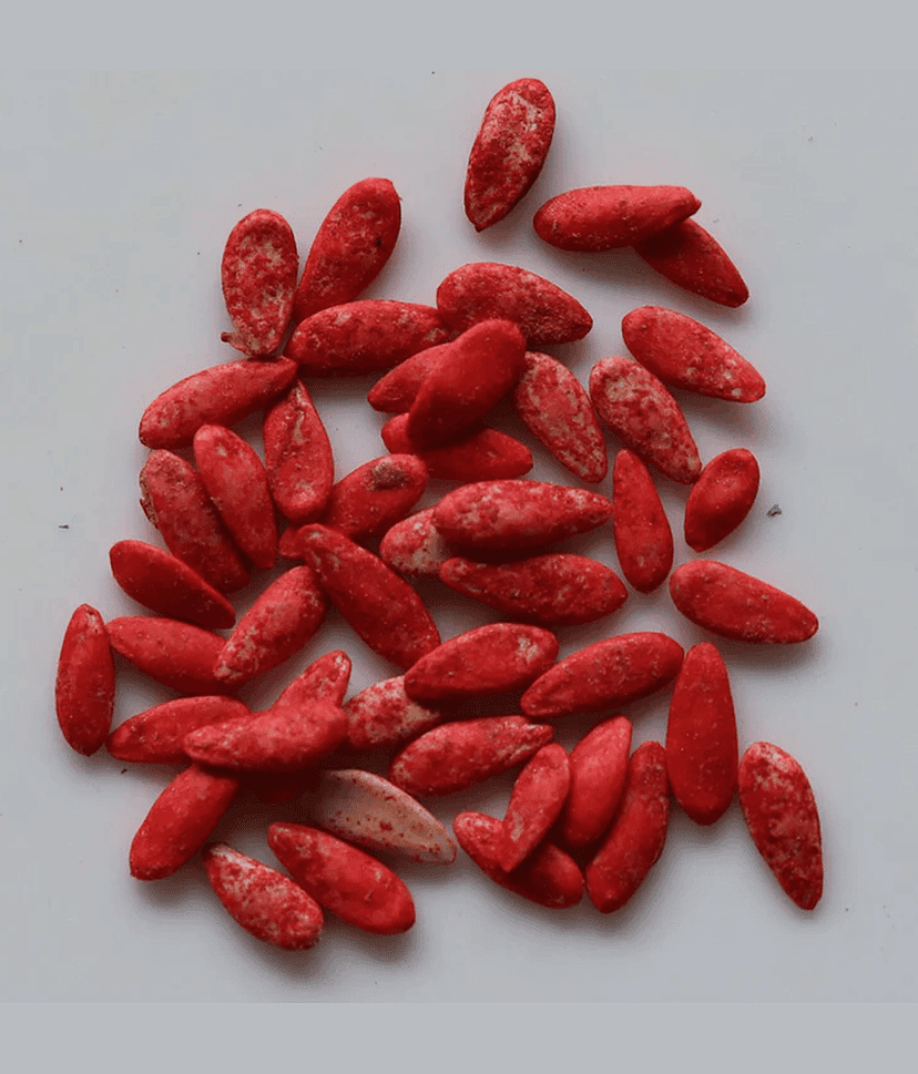 PARTHVA SEEDS Hybrid Cucumber Fruit ( 100 Seeds ) view 2