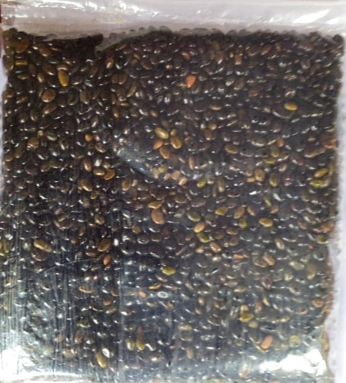 Black Soybean (KALA BHATT) view 3