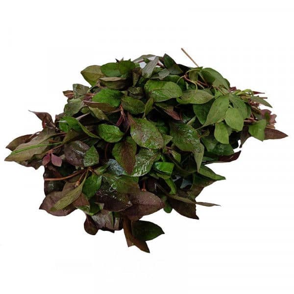 Ponnangani Keerai - Red, 250 gm