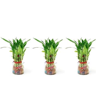 Green plant indoor - Green Wild Artificial Flowers With Pot ( Pack of 3 )
