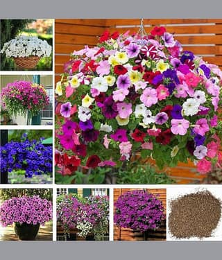 homeagro - Daisy Flower ( 50 Seeds )
