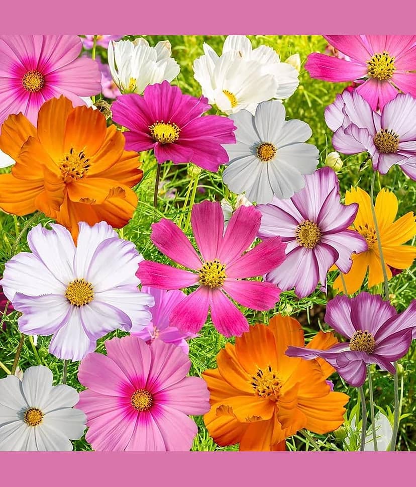 homeagro - Cosmos Mixed Flower ( 20 Seeds )