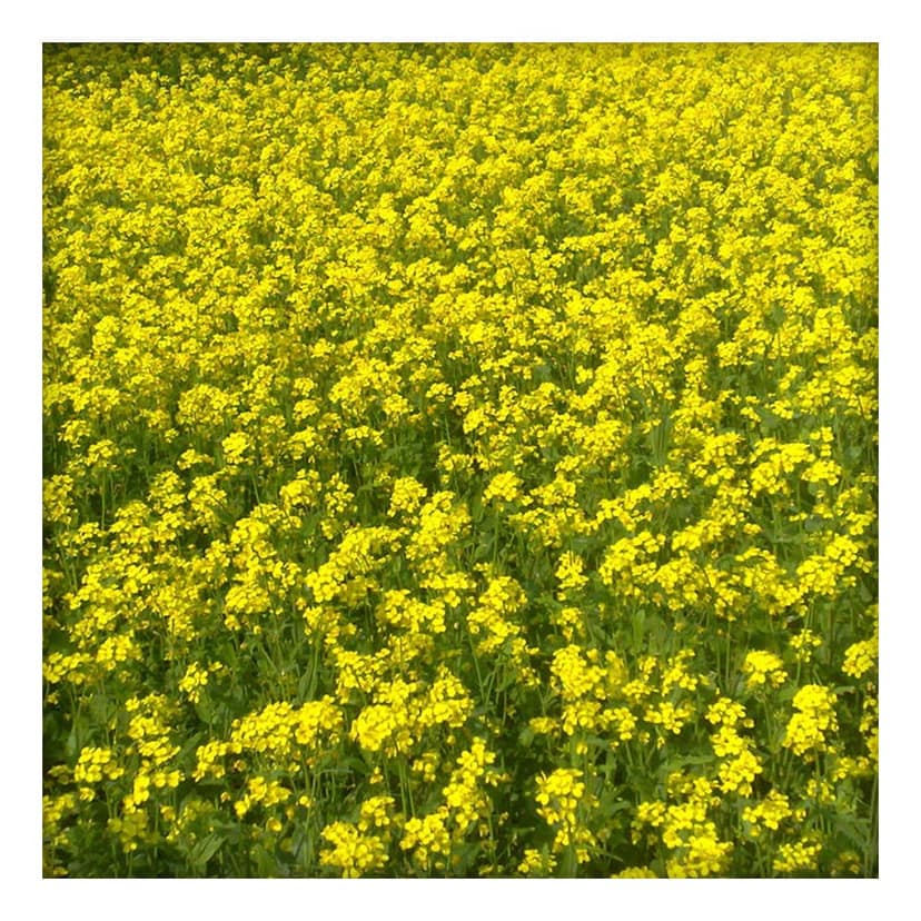 Hill Mustard Seeds 100g view 4