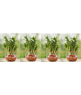 Green plant indoor - Green Wild Artificial Flowers With Pot ( Pack of 4 )