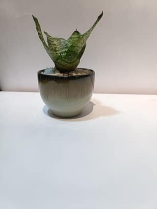 Small Snake Plant in Ceramic Pot