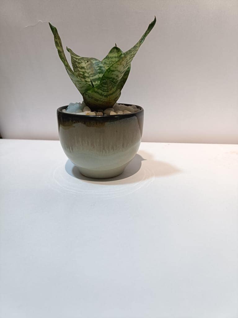 Small Snake Plant in Ceramic Pot