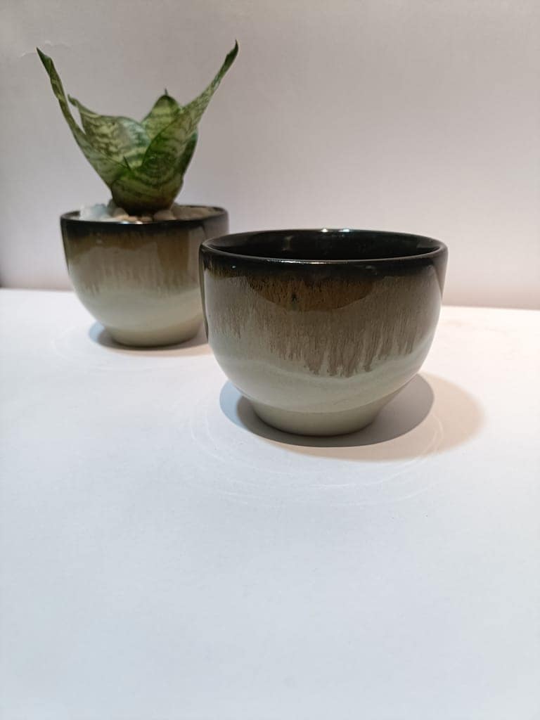 Small Snake Plant in Ceramic Pot view 2