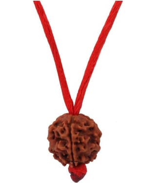 Astrodidi 5 Mukhi Rudraksha With Lab Certificate