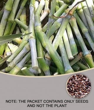 SUPER NAPIER Grass seed - 500 seeds/Pack, FOR OUTDOOR GARDENING USE FOR ANIAMAL FOOD Instruction Manual Inside Package