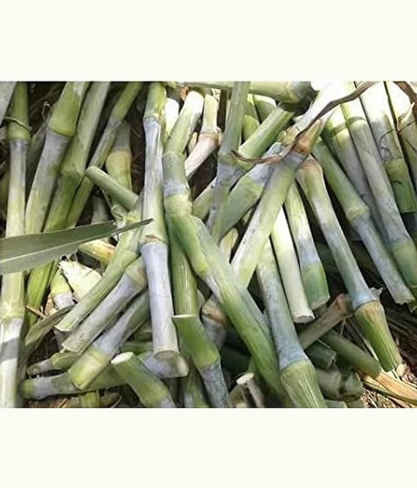 SUPER NAPIER Grass seed - 500 seeds/Pack, FOR OUTDOOR GARDENING USE FOR ANIAMAL FOOD Instruction Manual Inside Package view 2