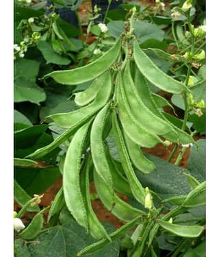 Flat green beans pack of 30 seeds