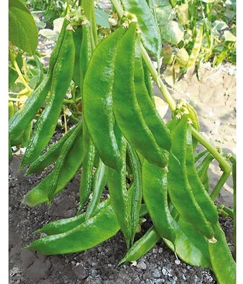 Flat green beans pack of 30 seeds view 2