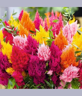 Celosia Multicolor Flower Seeds Pack Of 30 | Indoor And Outdoor | for Planting in Home Kitchen Terrace Balcony Gardening