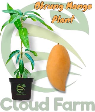 Cloud Farm Outdoor Fruit Plant ( Pack of 1 )