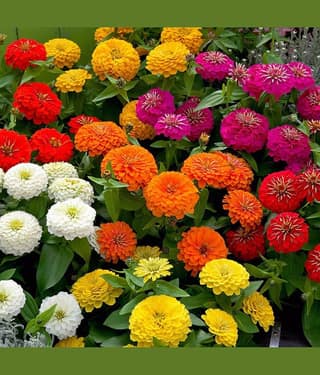 homeagro - Zinnia Mixed Flower ( 20 Seeds )