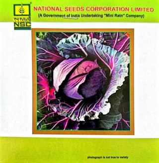NSC – Pusa Purple Cabbage Hybrid-1 (1 GM Seeds)