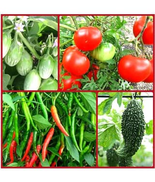 Vegetable Seeds combo for all Season - 40+ seed with Instruction Manual