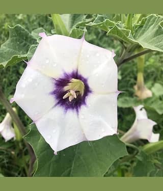 Mahadeva Pooja Special 100 Premium Datura Seeds