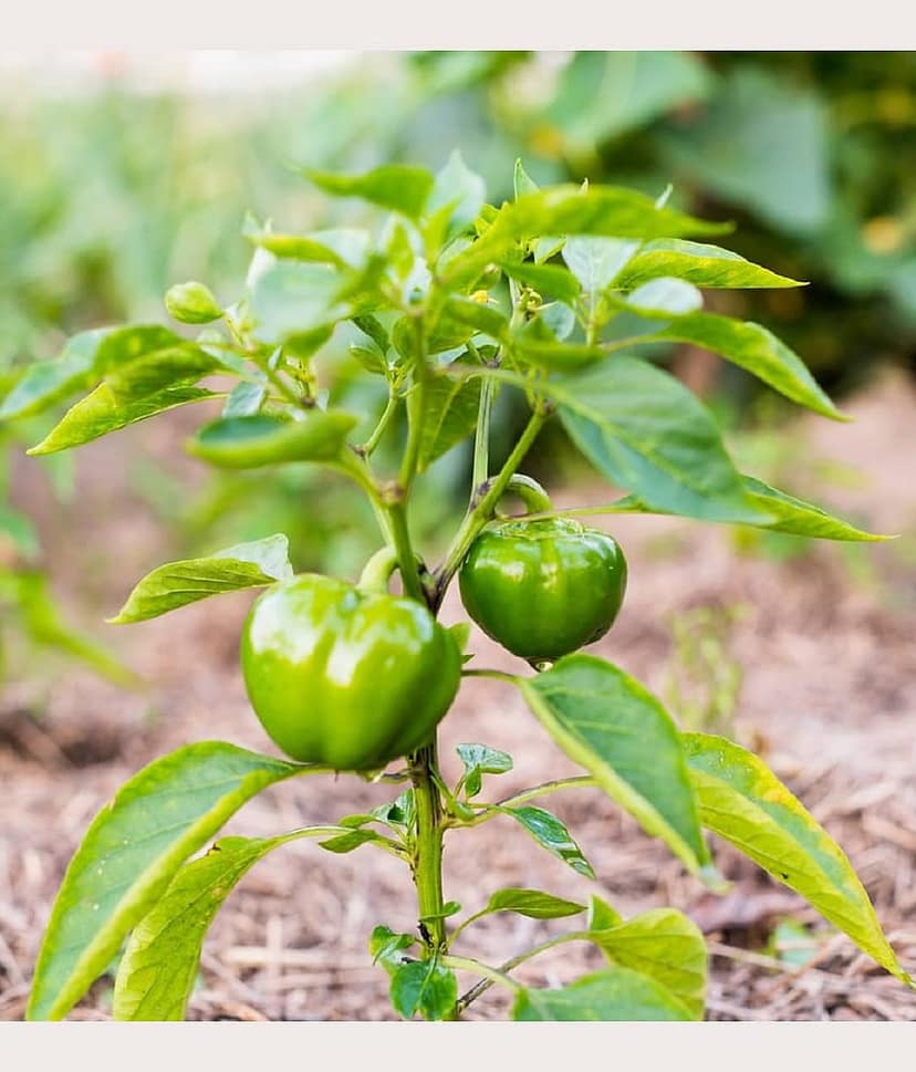 Green capsicum hybrid vegetable seeds (50 seeds) view 2