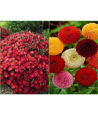 sky star agro Seeds Combo - Chrysanthemum Mix Flower ( 50 seed ) and Dahlia Mixed Flower ( 25 Seeds )