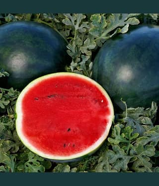 Jignisha Seeds Hybrid Black Watermelon Fruit ( 10 Seeds )