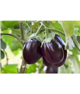 Brinjal Purple long Organic Vegetable Seeds ( 50 seeds)