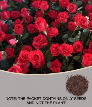 E Garden Red Climbing Rose Seed